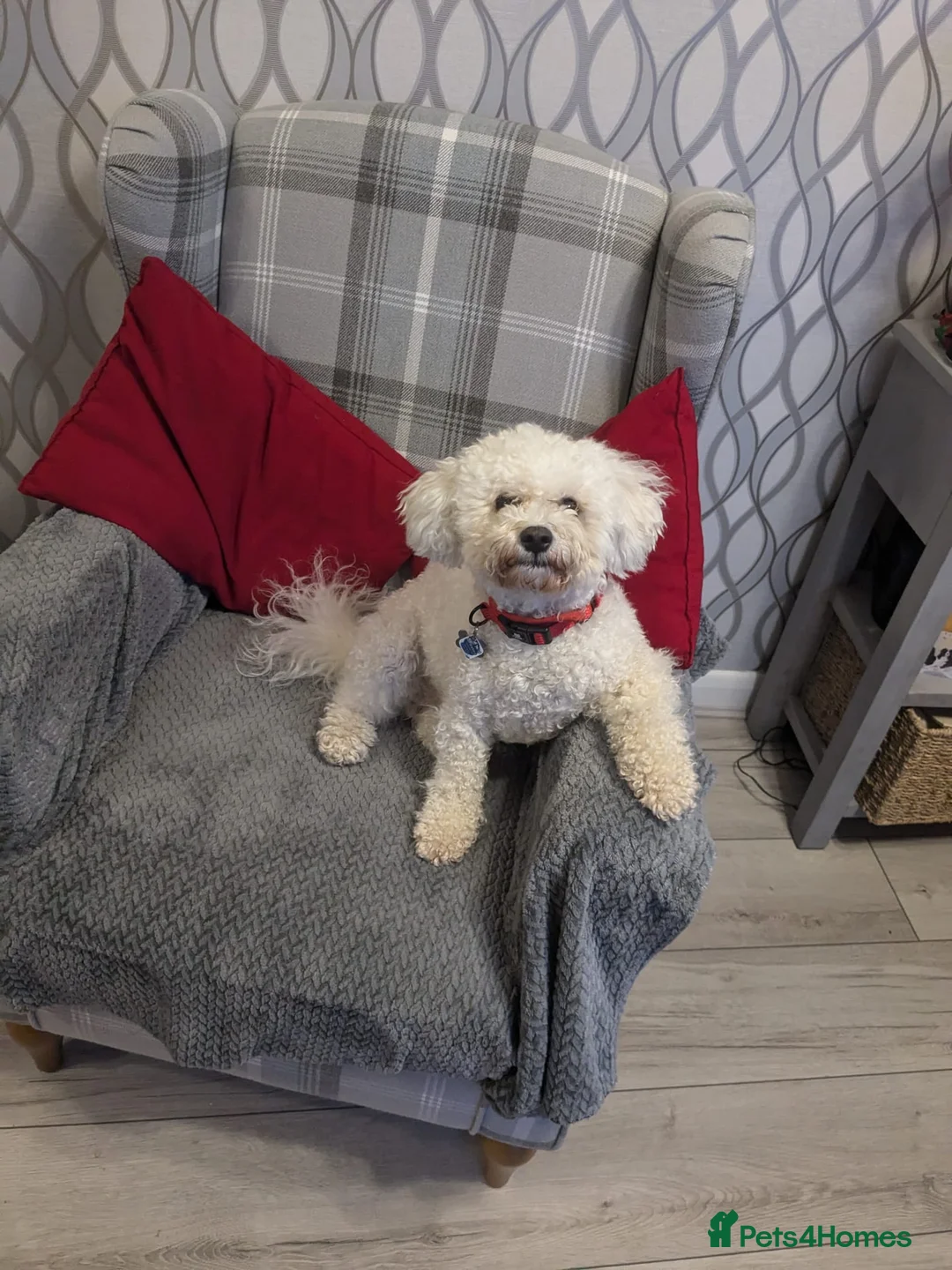 Bichon Frise dogs for sale: Pedigree Bichon Frise Puppies in Bedford - Advert 2