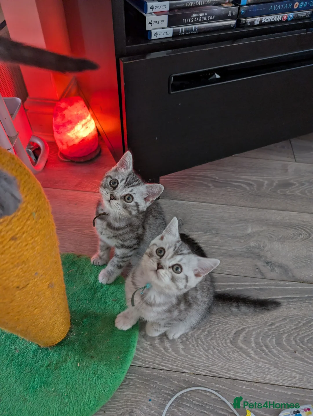 British Shorthair cats for sale: Full British shorthairs  - Advert 2