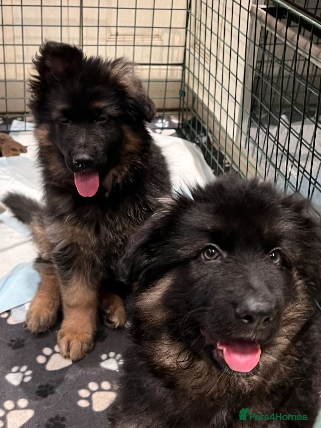 German Shepherd dogs for stud: Herman Kennel Club registered GSD-stud in Doncaster - Advert 9