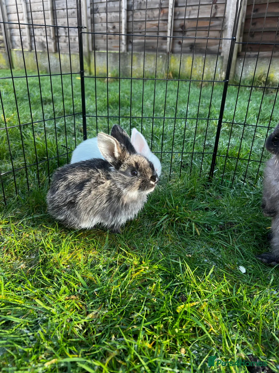 Mixed Breed rabbits for sale: Rabbits for sale in Walsall - Advert 11