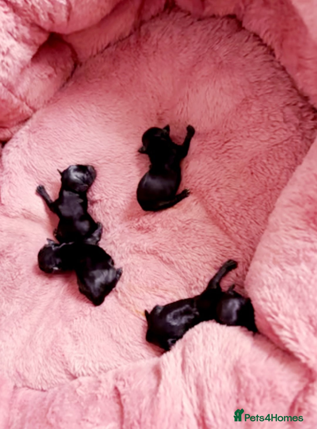 Yorkshire Terrier dogs for sale: Puppies - Image 3