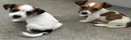 Jack Russell dogs for sale: READY NOW  JR pups  - Advert 12