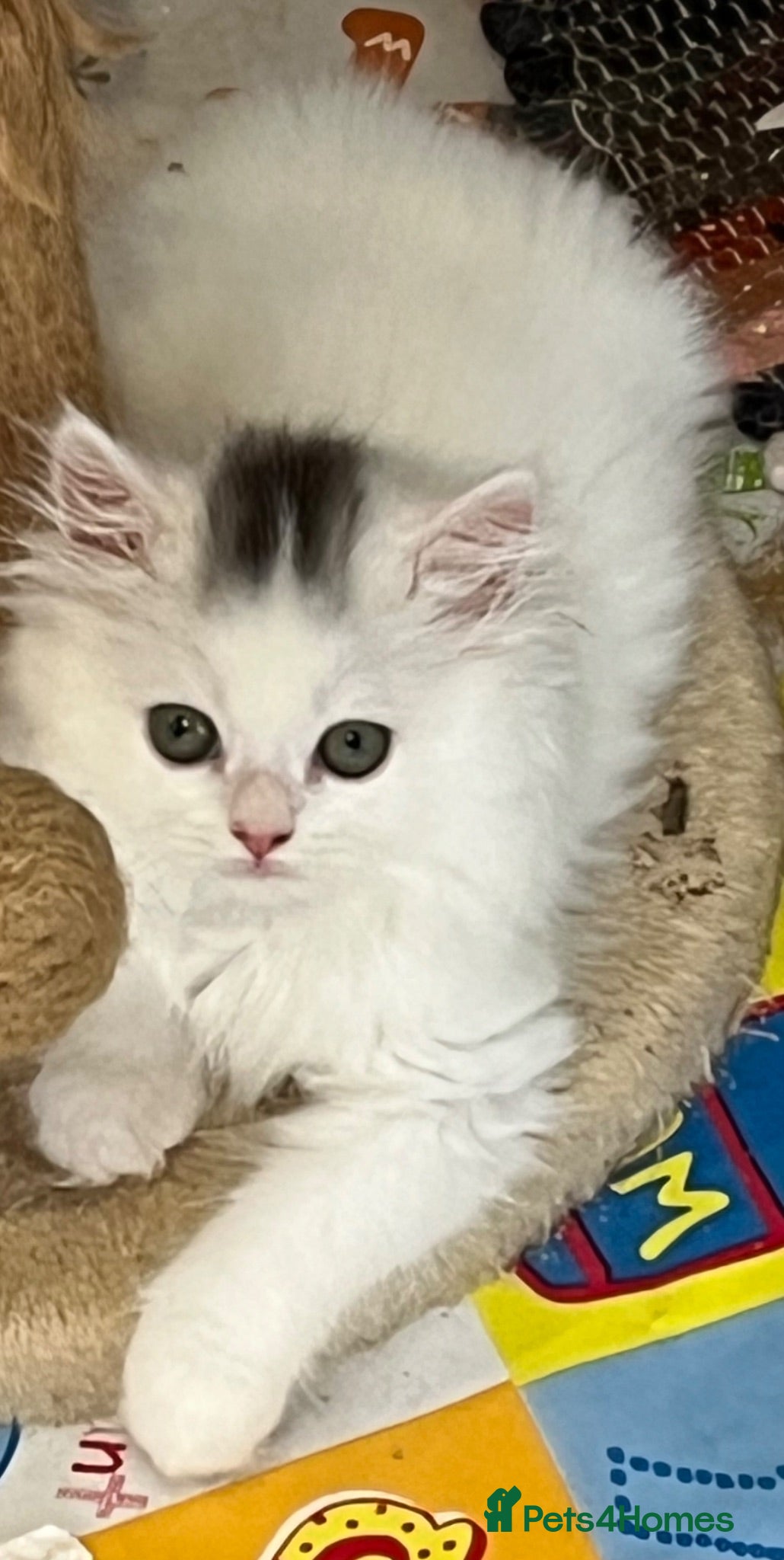 Turkish Angora cats Stunning Turkish Angora x Persian  - Advert 1