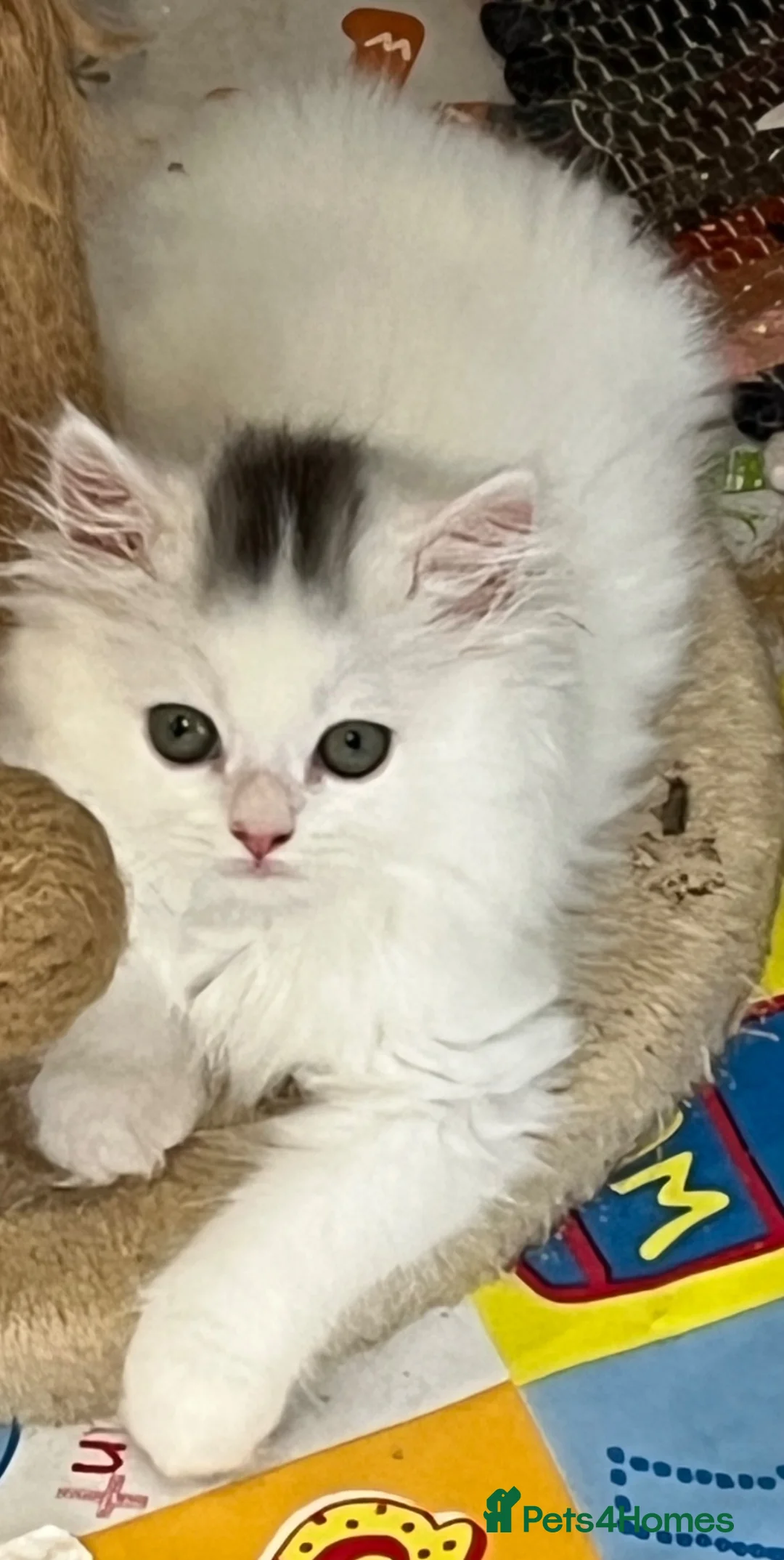 Turkish Angora cats for sale: Stunning Turkish Angora x Persian  - Advert 1