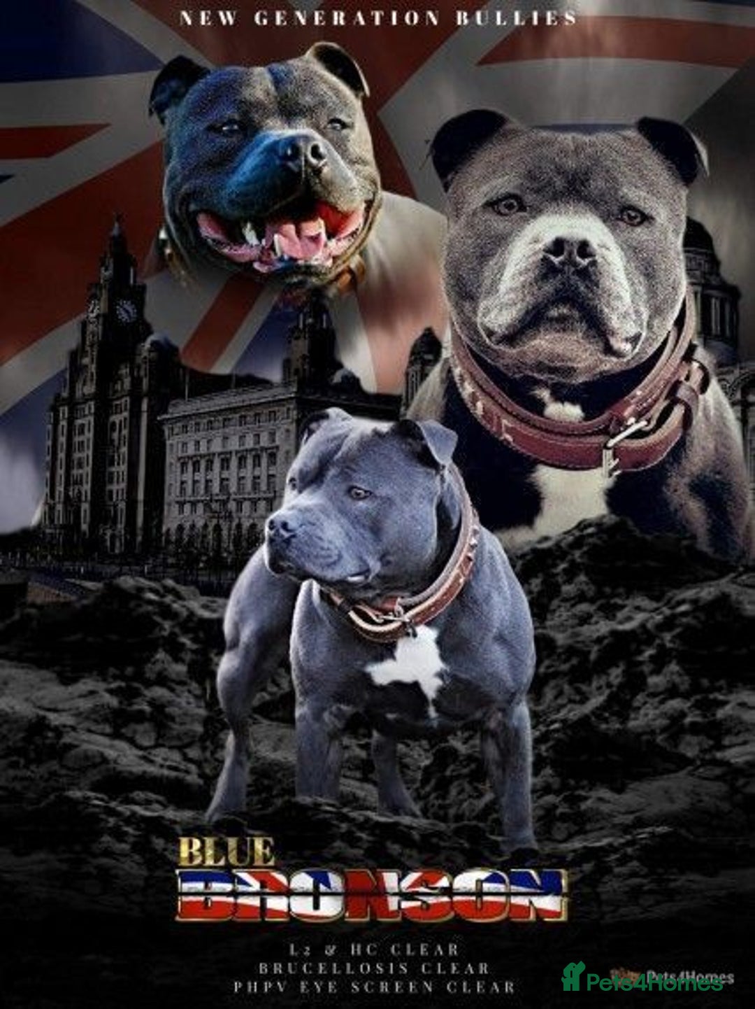 Staffordshire Bull Terrier dogs for stud: REGGIE kc PROVEN (HEALTH TESTED) Dark Blue in Wisbech - Image 15