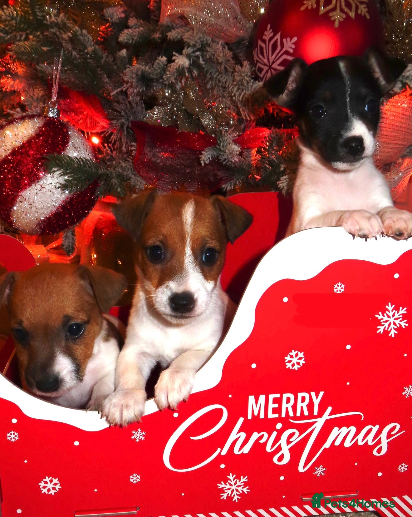 Jack Russell dogs 🐾 Traditional Jack Russel puppies 🐾 - Advert 5