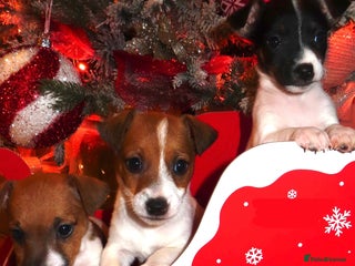 Jack Russell dogs 🐾 Traditional Jack Russel puppies 🐾 - Advert 5