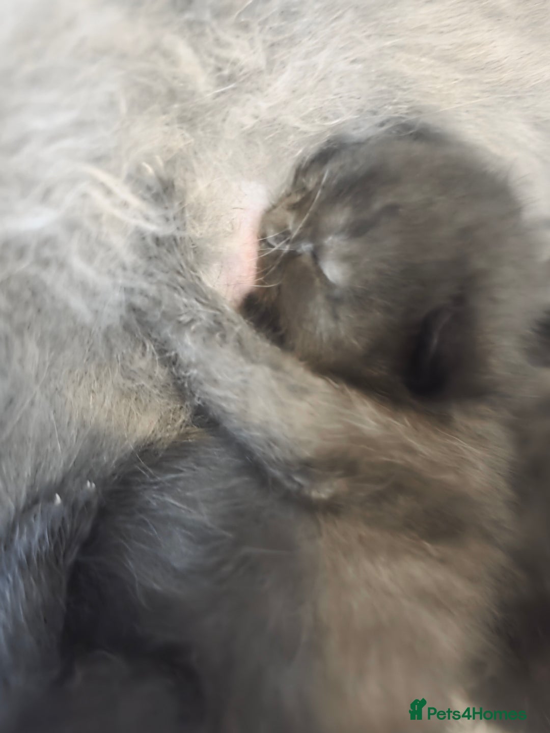 Persian cats for sale: 2 Persian boys. Colour is mixed dark grey/black - Image 8