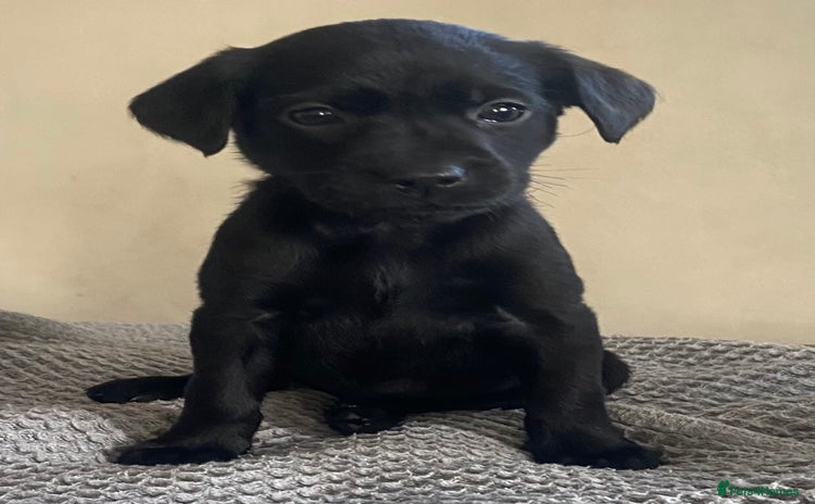 Labrador Retriever dogs - Advert 4