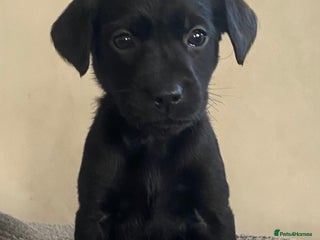 Labrador Retriever dogs - Advert 6