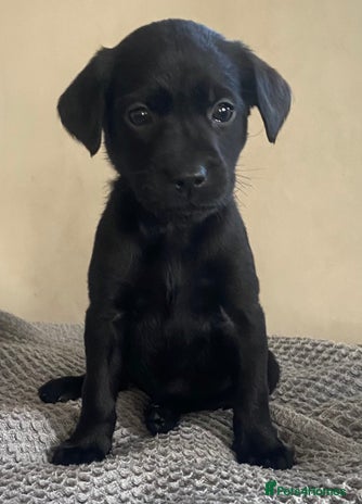 Labrador Retriever dogs - Advert 4