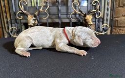 Weimaraner dogs for sale: 🐾Adorable KC Registered Weimaraner Puppies🐾 - Image 15