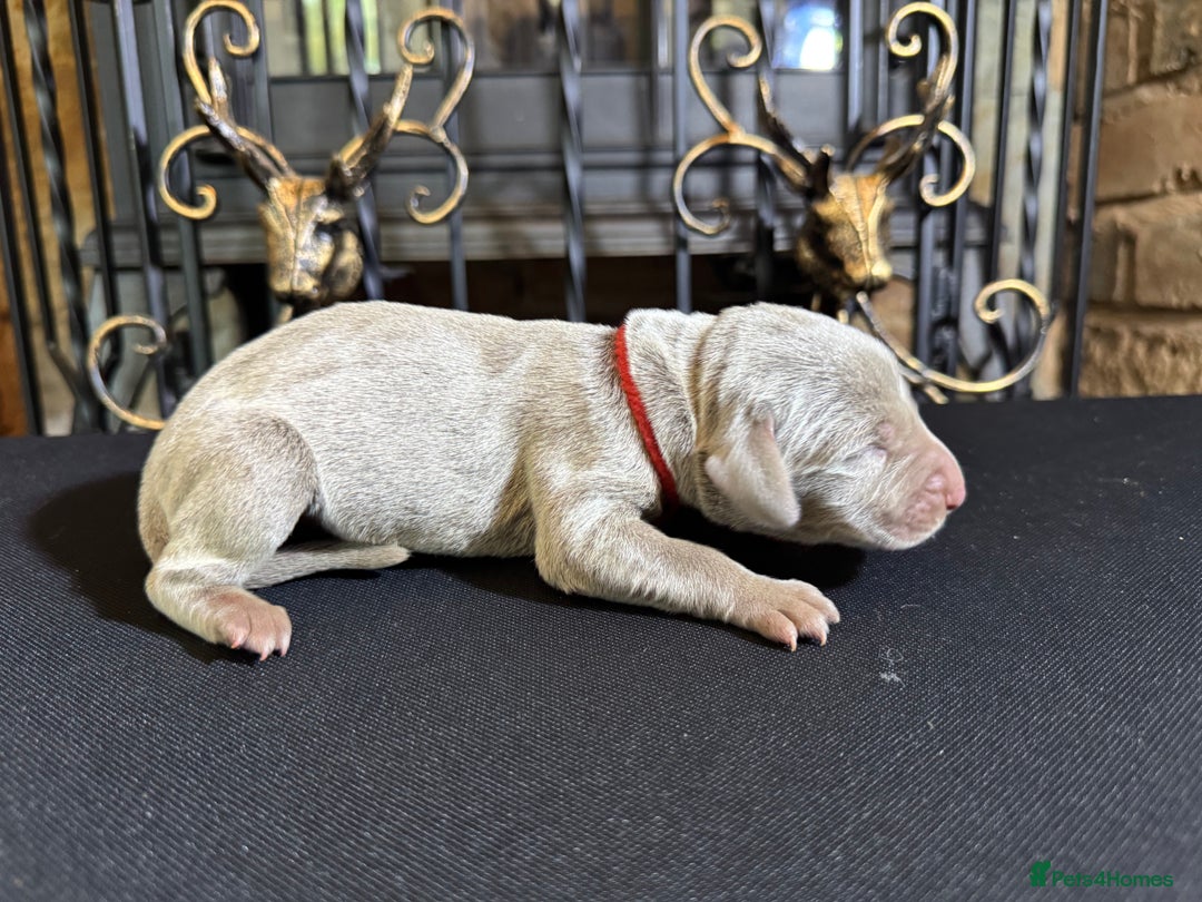 Weimaraner dogs for sale: 🐾Adorable KC Registered Weimaraner Puppies🐾 - Image 15