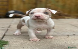 Staffordshire Bull Terrier dogs for sale: Ready now !! - Image 21