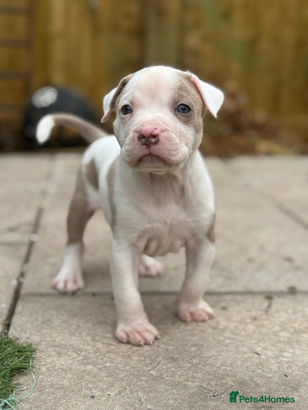 Staffordshire Bull Terrier dogs for sale: Ready now !! - Image 21