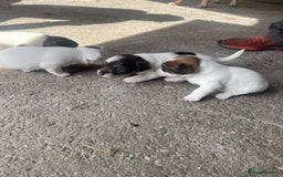 Jack Russell dogs for sale: Jack russel puppies - Image 8