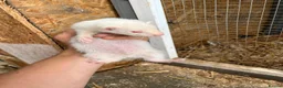 Ferret rodents for sale: Ferrets hobs and jills  in Derby - Advert 9