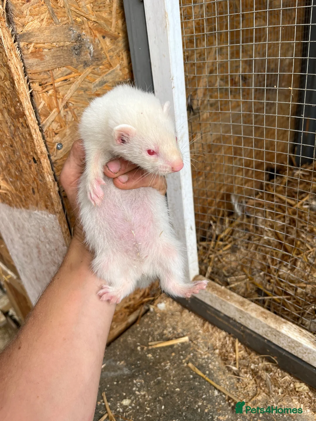 Ferret rodents for sale: Ferrets hobs and jills  in Derby - Advert 9