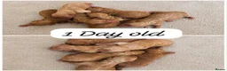 Cockapoo dogs for sale: Beautiful litter of Cockapoos for sale  in Maidstone - Advert 3