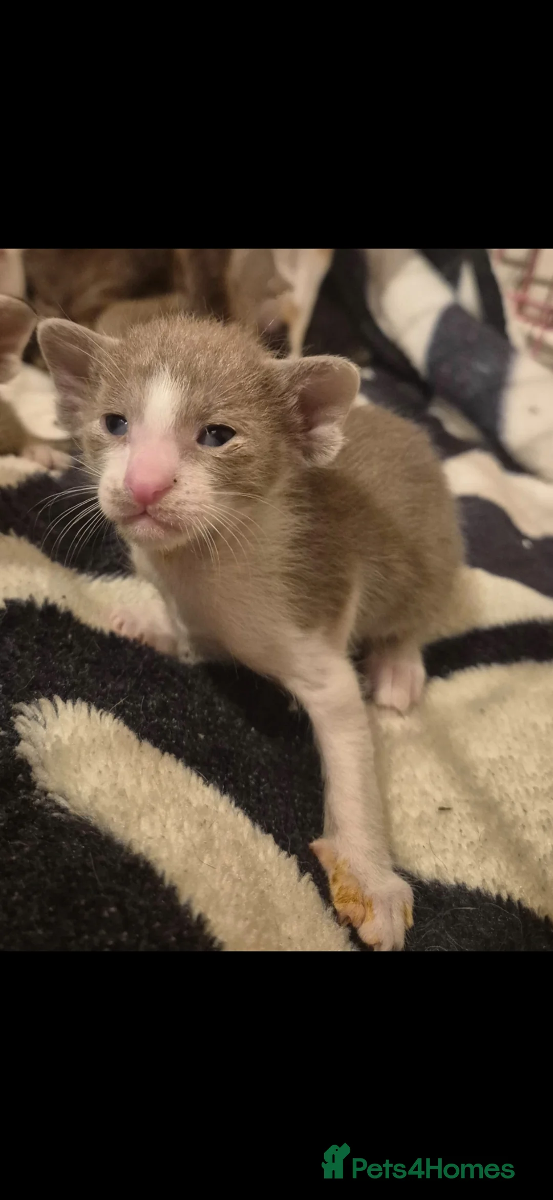 Oriental cats for sale: Pedigree Oriental kittens ( only 1 remaining ) - Advert 20