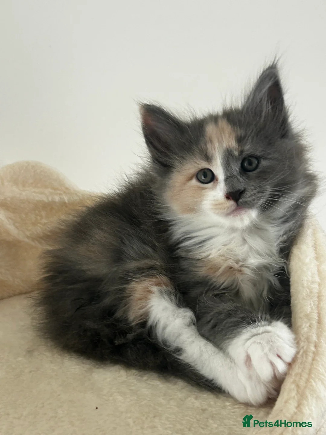 Maine Coon cats for sale: Find Your Purrfect Match! - Advert 17