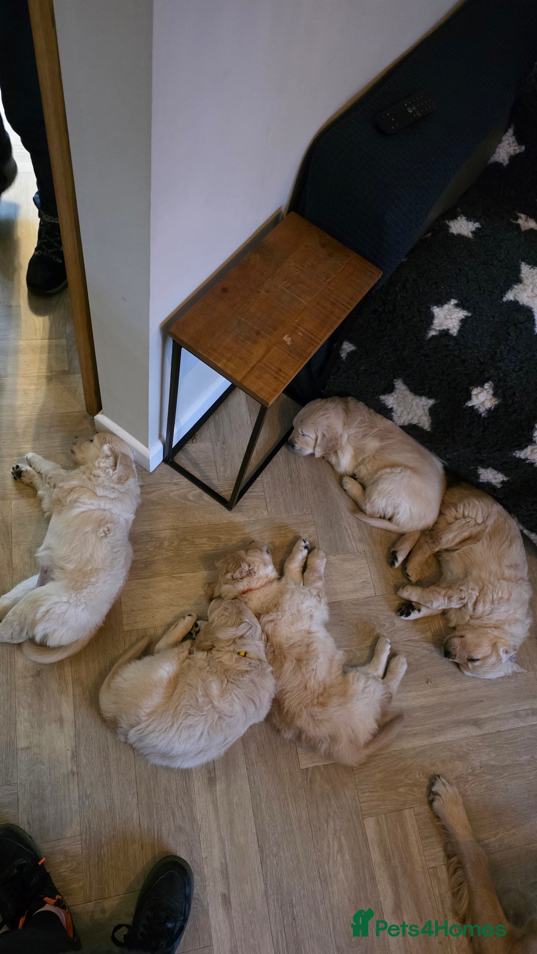 Golden Retriever dogs for stud: Enzo KC registered Stud dog  - Advert 12