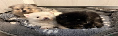 Pomeranian Puppy 1