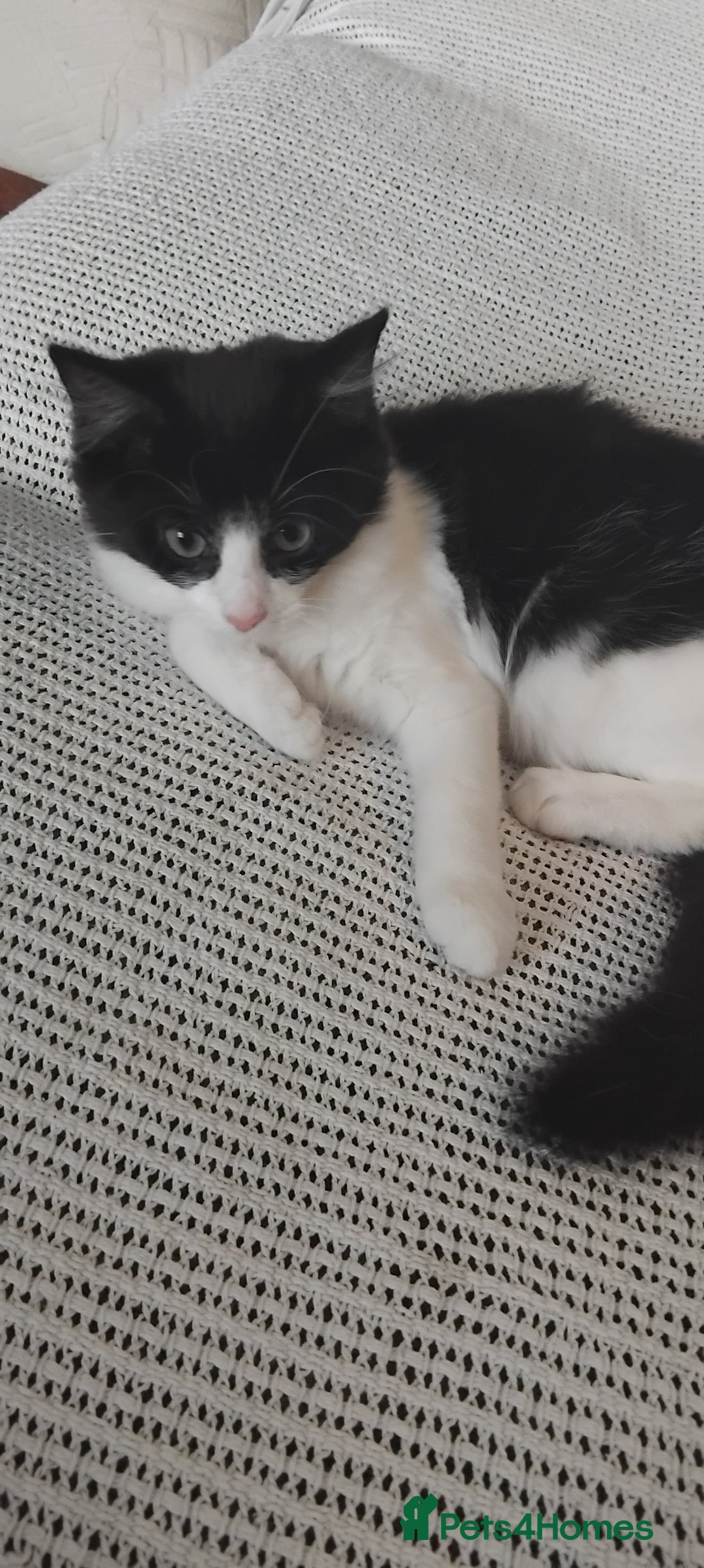 Domestic Shorthair cats for sale: Kittens for sale urgent - Advert 5