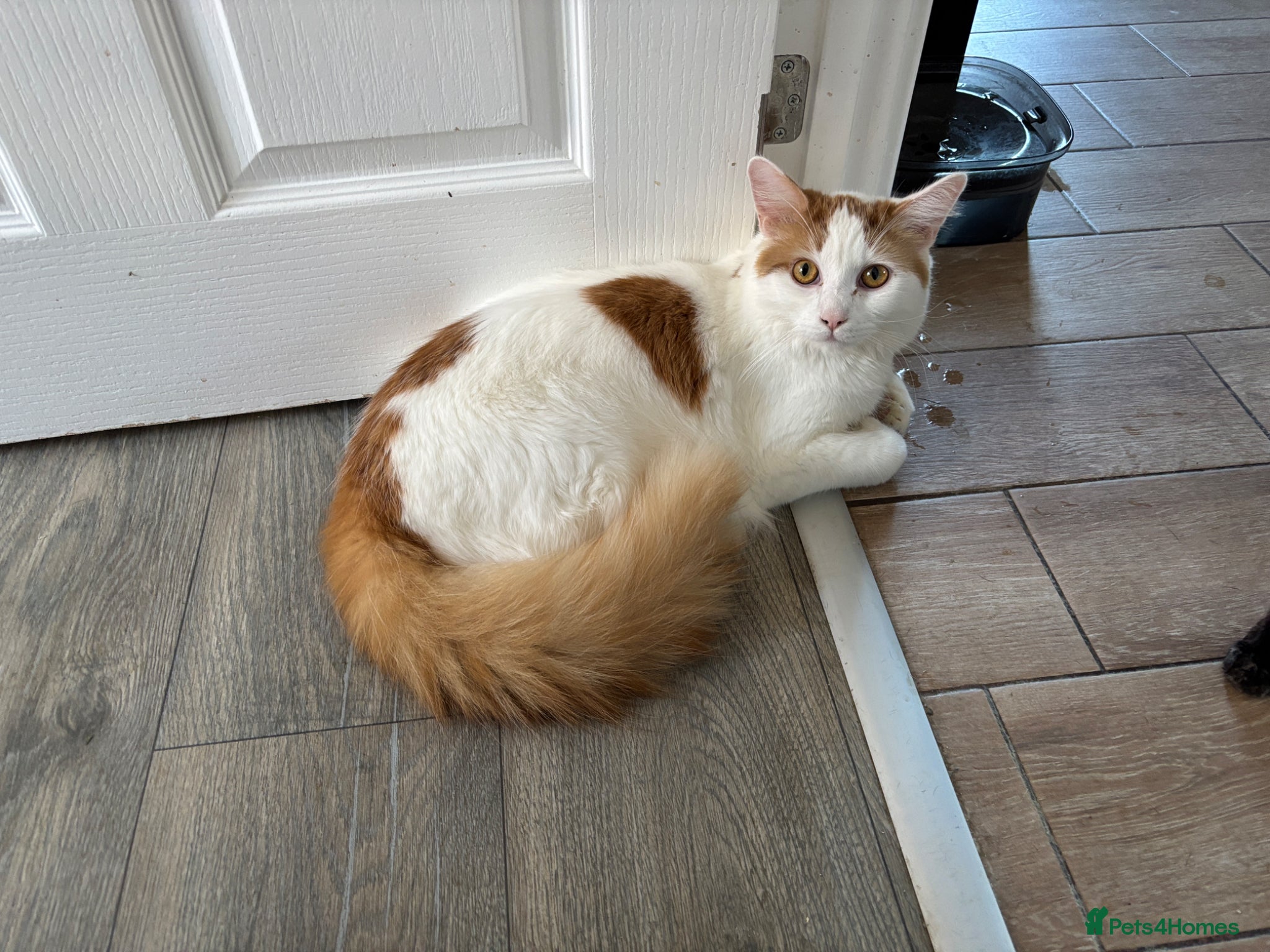 Mixed Breed cats for sale: Last 1 Stunning calico looking for forever home - Advert 14