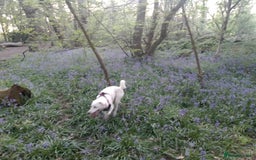 Mixed Breed dogs for sale: Young female Labrador cross for adoption  - Image 13