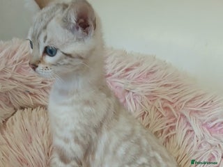 Bengal cats Stunning bengal kittens - Advert 4