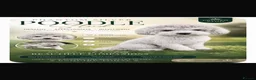 Toy Poodle dogs for stud: Wow the Siver Fox - Advert 1
