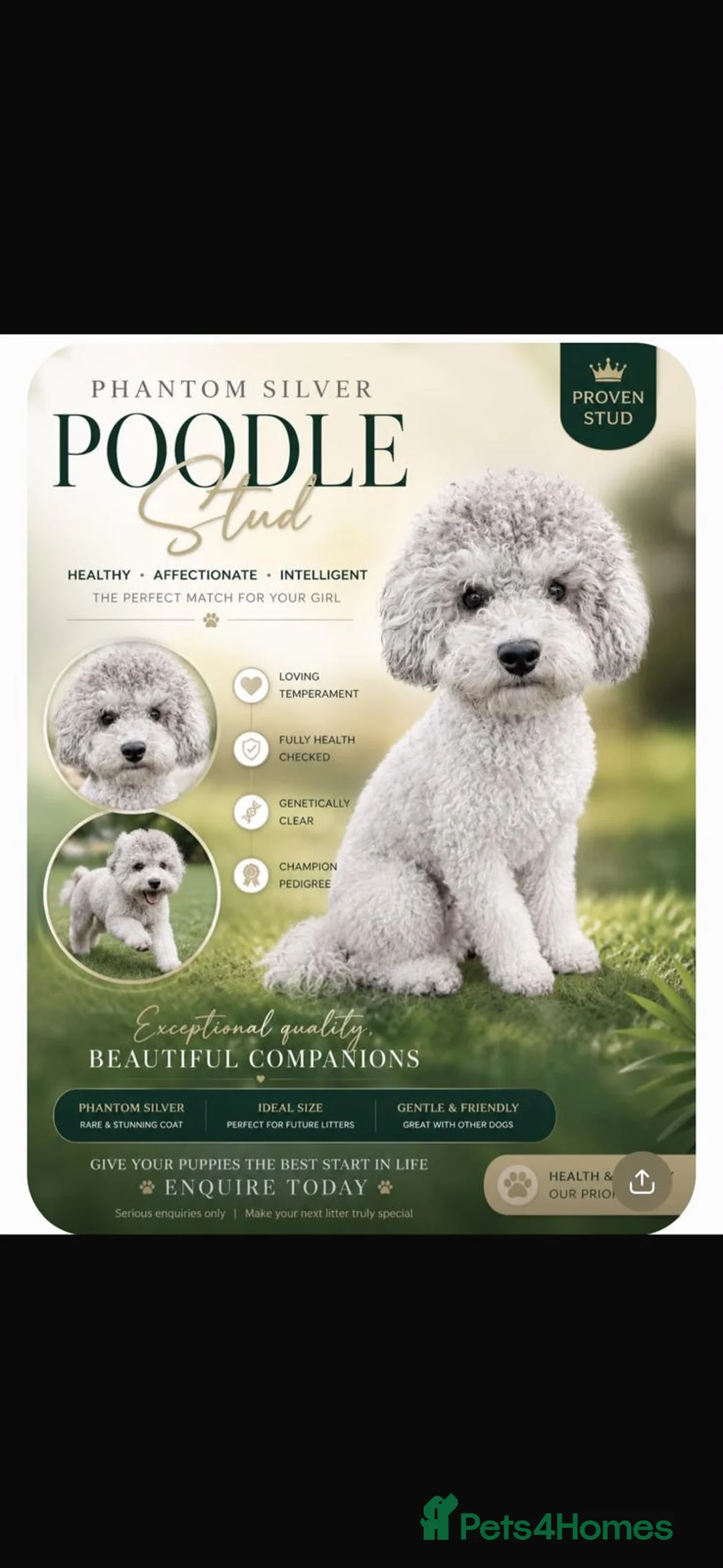 Toy Poodle dogs for stud: Wow the Siver Fox - Advert 1
