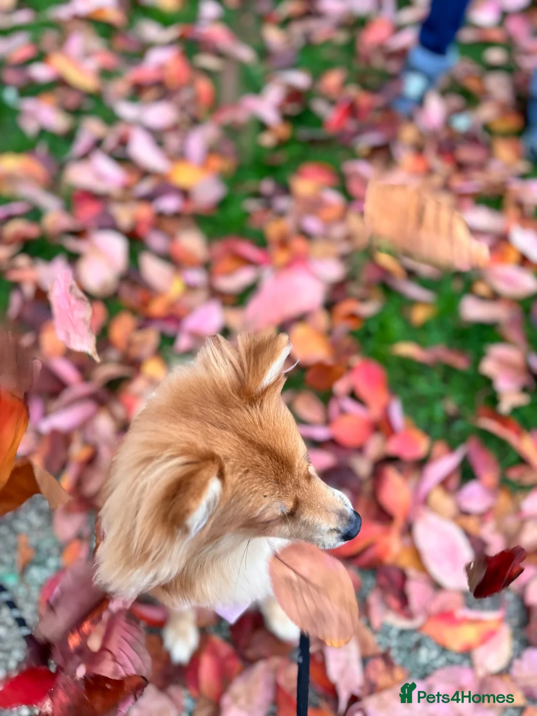 Mixed Breed dogs for sale: Spitz  - Advert 2