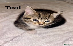 British Shorthair cats for sale: Beautiful kittens  - Image 1