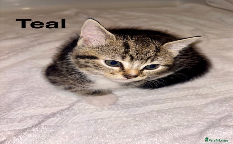 British Shorthair cats - Advert 3