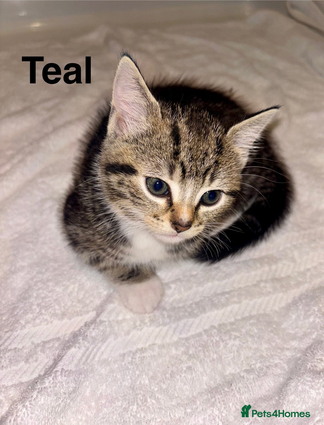 British Shorthair cats for sale: Beautiful kittens  - Image 1