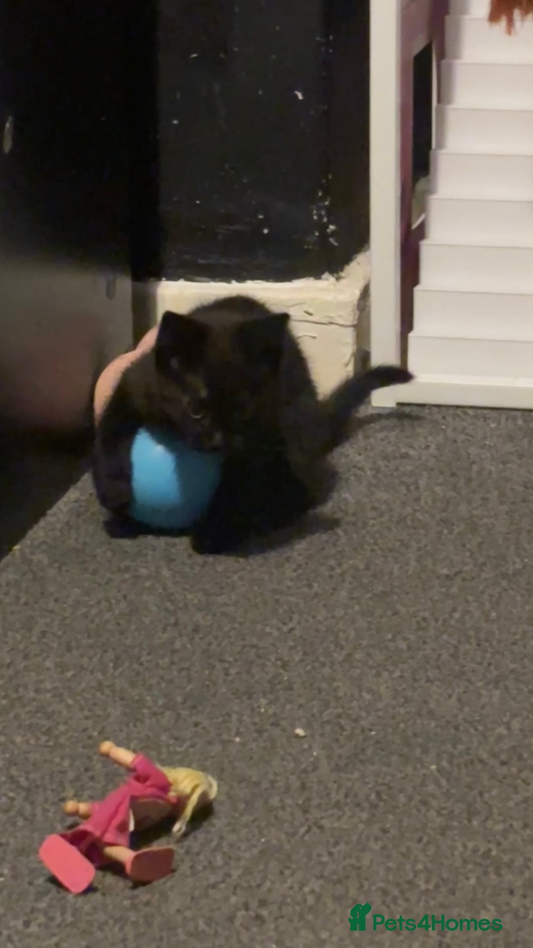 Bombay cats for sale: 2 beautiful baby kittens  - Image 4
