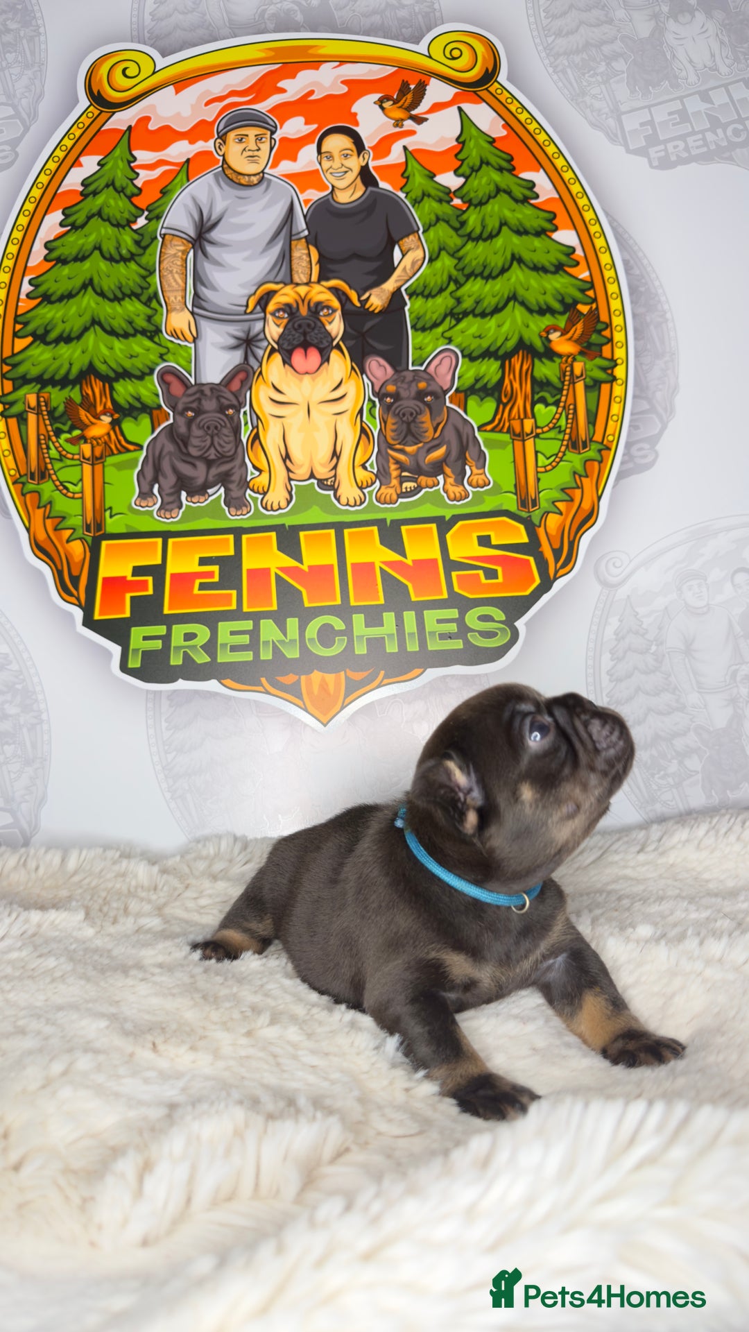 French Bulldog dogs for sale: Stunning litter of frenchies  - Advert 11