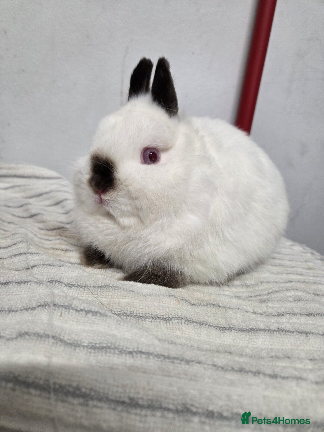 Netherland Dwarf rabbits for sale: Pure bred netherland dwarf buck - Advert 2