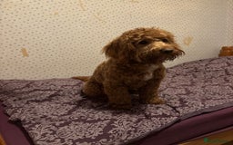 Cockapoo dogs for stud: 🐶 Proven Cockapoo stud - Milo  in Hayes - Image 6
