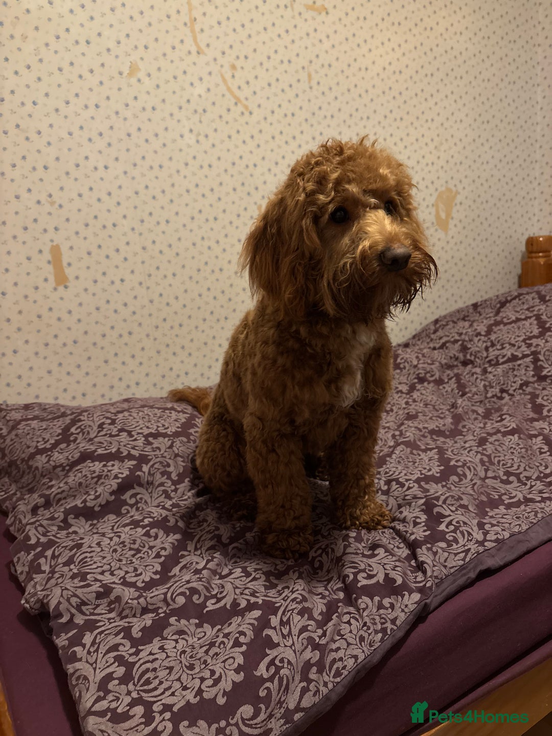 Cockapoo dogs for stud: 🐶 Proven Cockapoo stud - Milo  in Hayes - Image 6