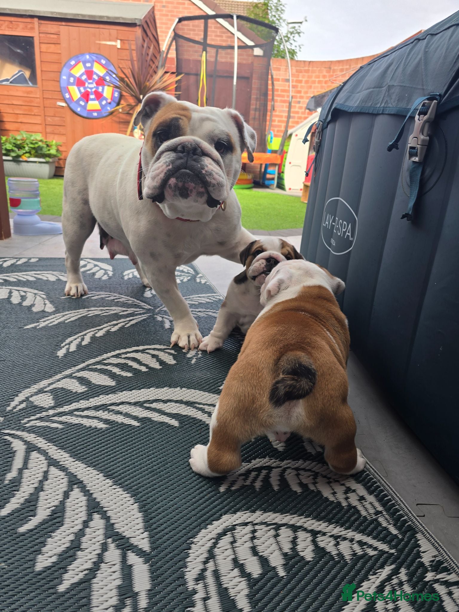 English Bulldog dogs 🐾 Beautiful KC Reg English Bulldog Puppies 🐶 - Advert 4