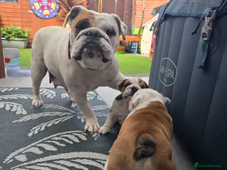 English Bulldog dogs 🐾 Beautiful KC Reg English Bulldog Puppies 🐶 - Advert 4
