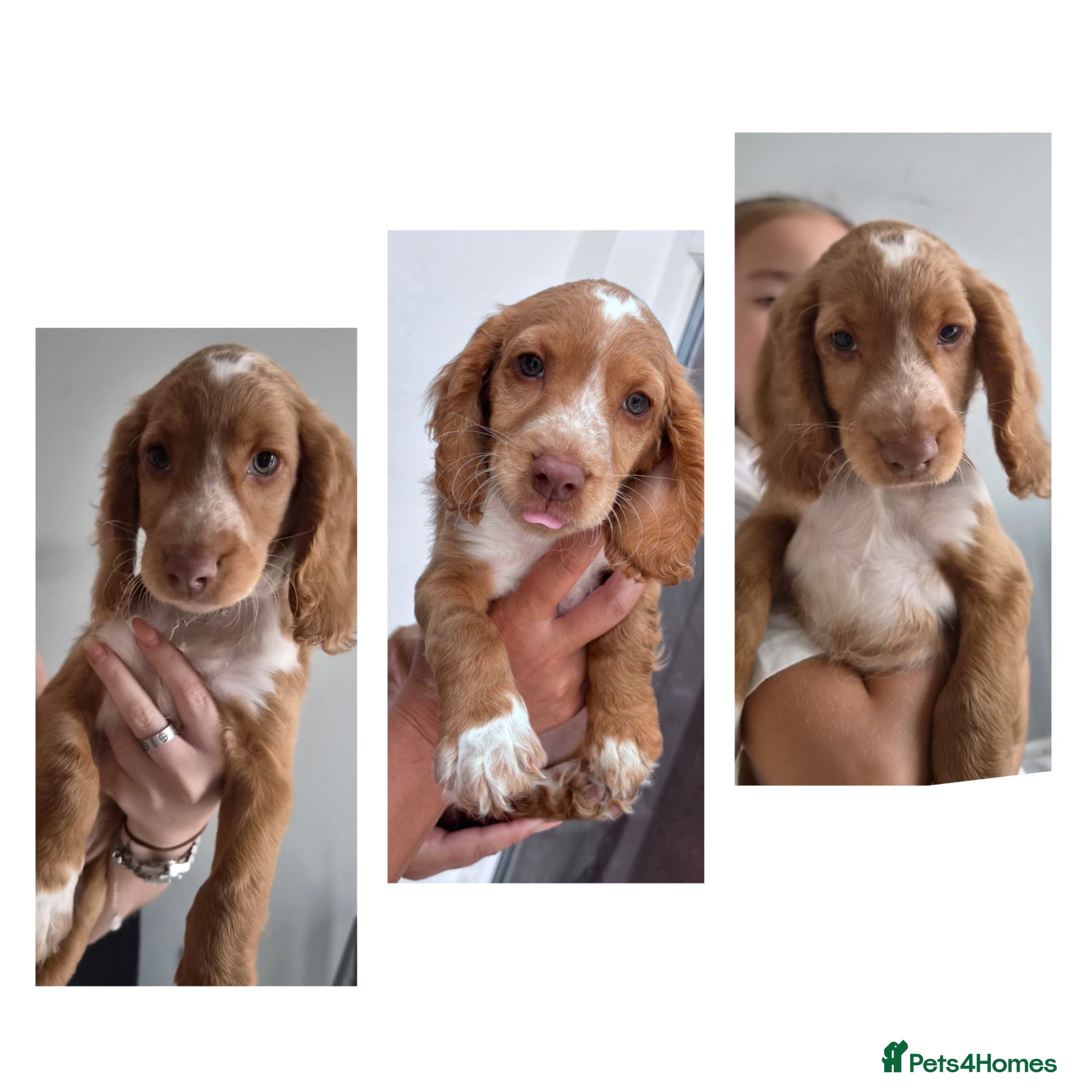 Cockapoo dogs 8 beautiful Cockapoos - Advert 15