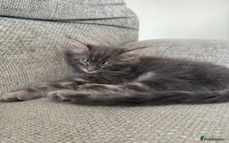 Maine Coon cats for sale: Xl Beautiful Mainecoon kittens for sale - Image 19