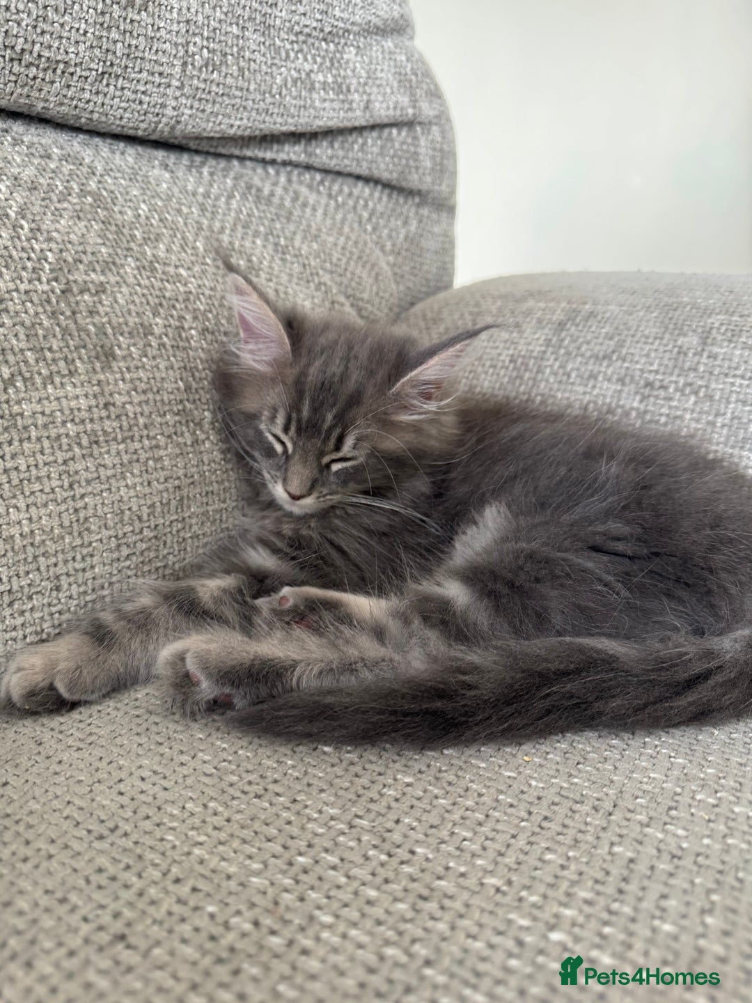 Maine Coon cats for sale: Xl Beautiful Mainecoon kittens for sale - Image 19