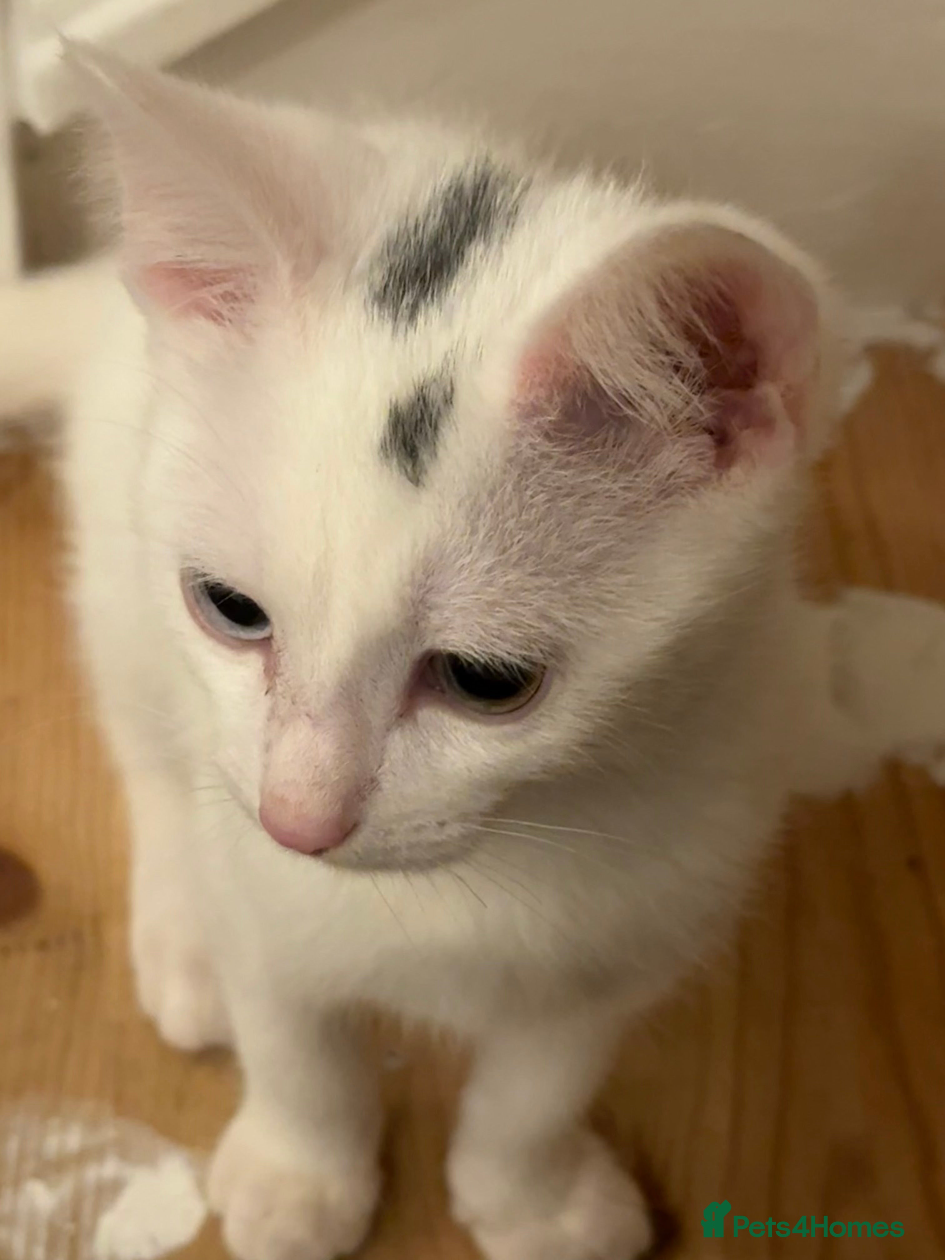 Domestic Shorthair cats 3 month old, white DSH kitten - Advert 1