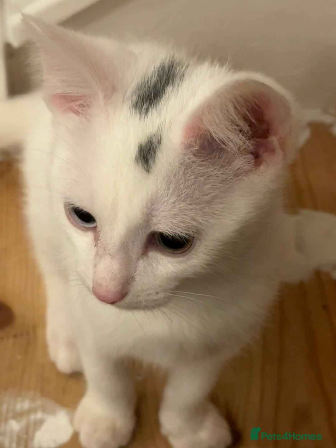 Domestic Shorthair cats for sale: 3 month old, white DSH kitten - Advert 1