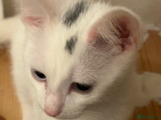 Domestic Shorthair cats 3 month old, white DSH kitten - Advert 1